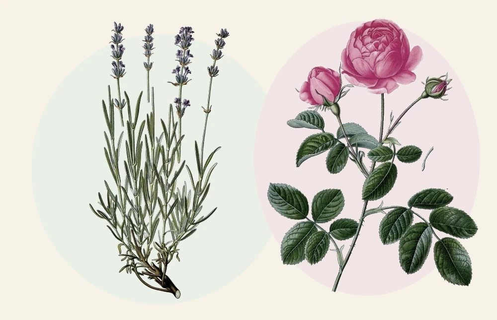 Vintage botanical illustration